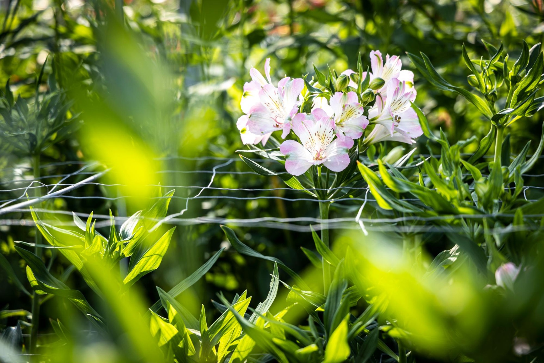Blauwe en witte Alstroemeria bloemen omringd door groen blad