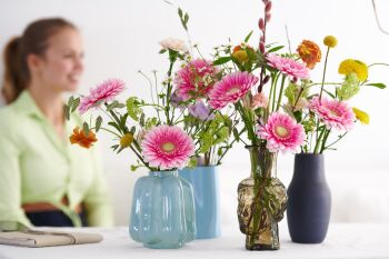 Gerbera Standard Supermodel
