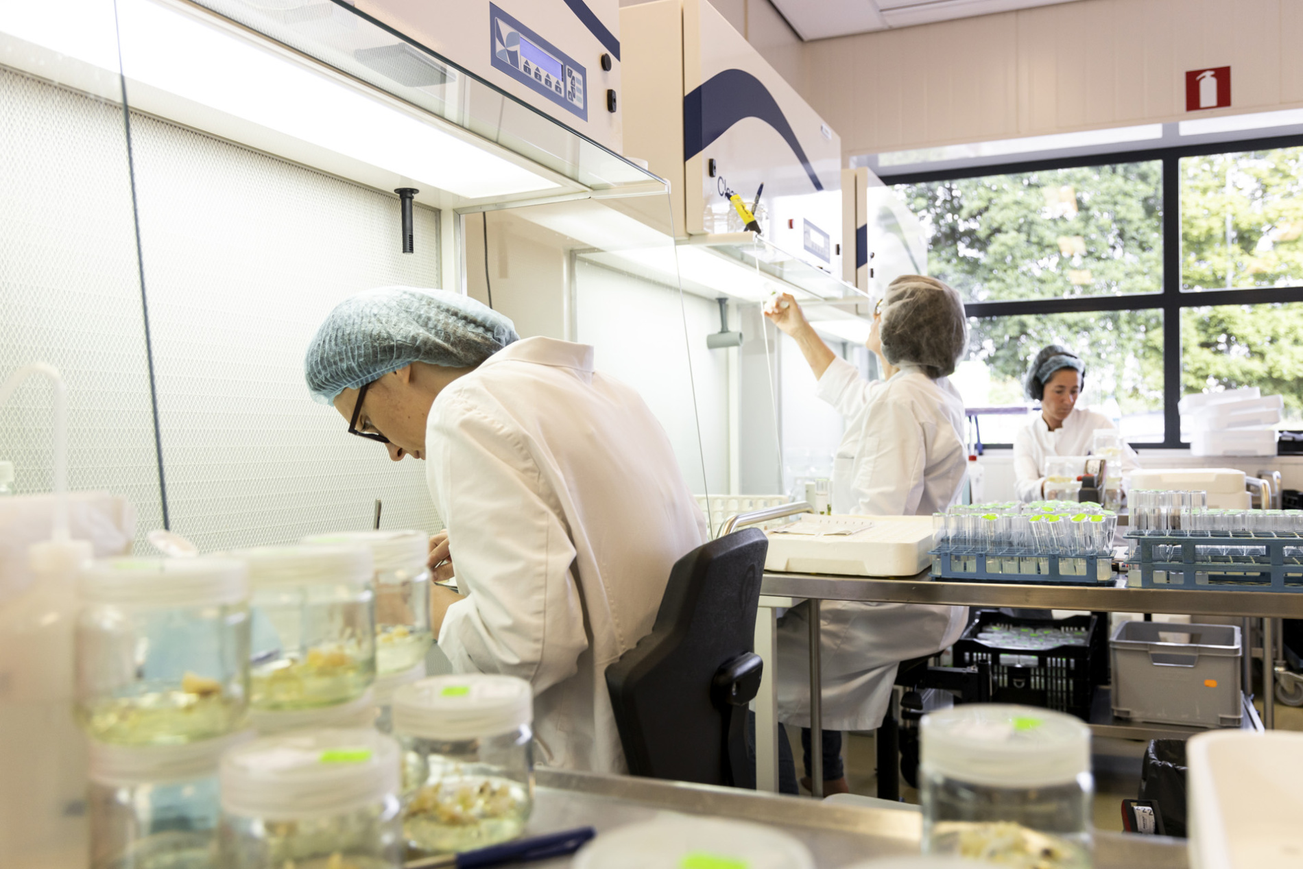 HilverdaFlorist laboratoriummedewerkers werken aan plantenveredeling en genetica