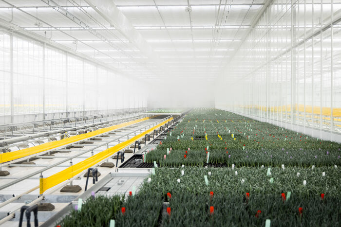 Binnenzijde van de jongeplantenproductiefaciliteit van HilverdaFlorist