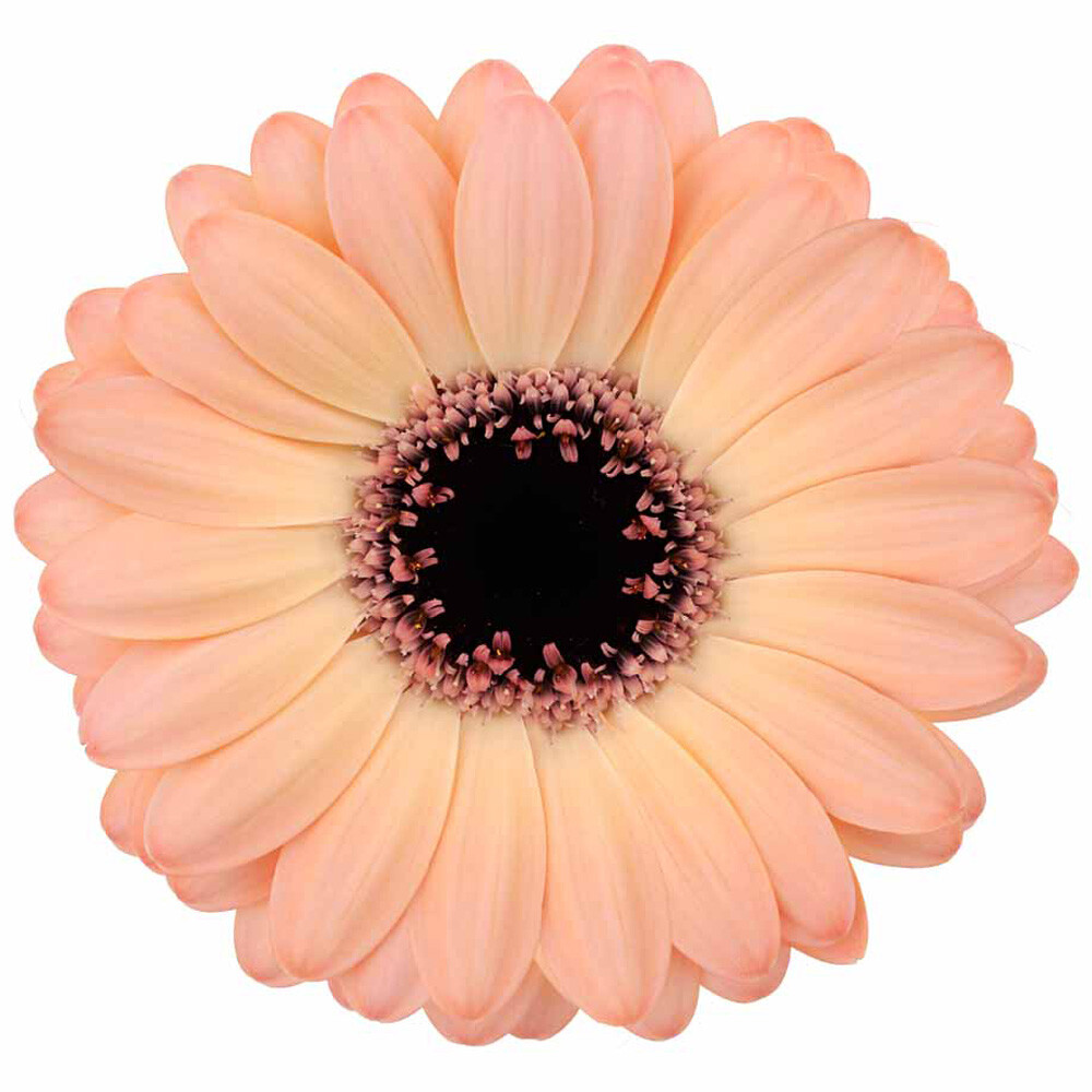 Productfoto van Gerbera Mini Jedi met crèmekleurige bloemen en donker hart