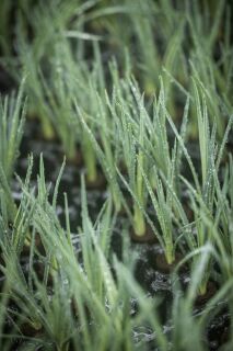 Jong plantmateriaal van HilverdaFlorist