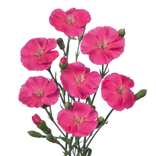 Foto de producto de Dianthus Sparkz® Solomio® Imre mostrando vibrantes flores rosa intenso sobre tallos extra largos.