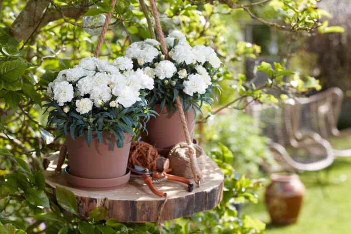 Dianthus Flow® Pearl Beach met witte bloemen in kleine potten buiten