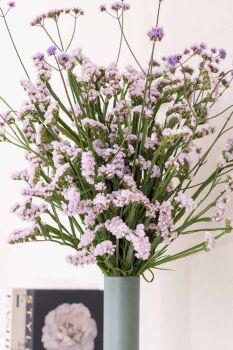 Limonium Wings® Fairy Wings