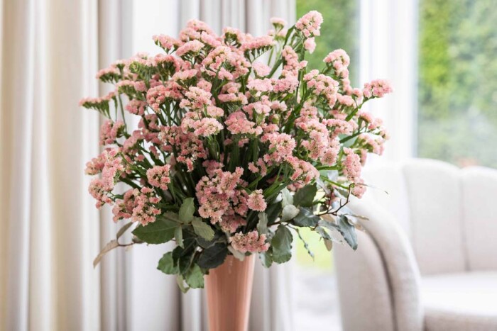 Limonium Wings® Peach Wings