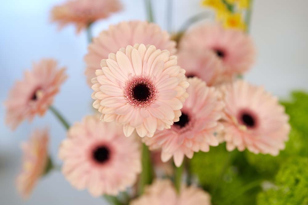 Gerbera Standaard Ribbon