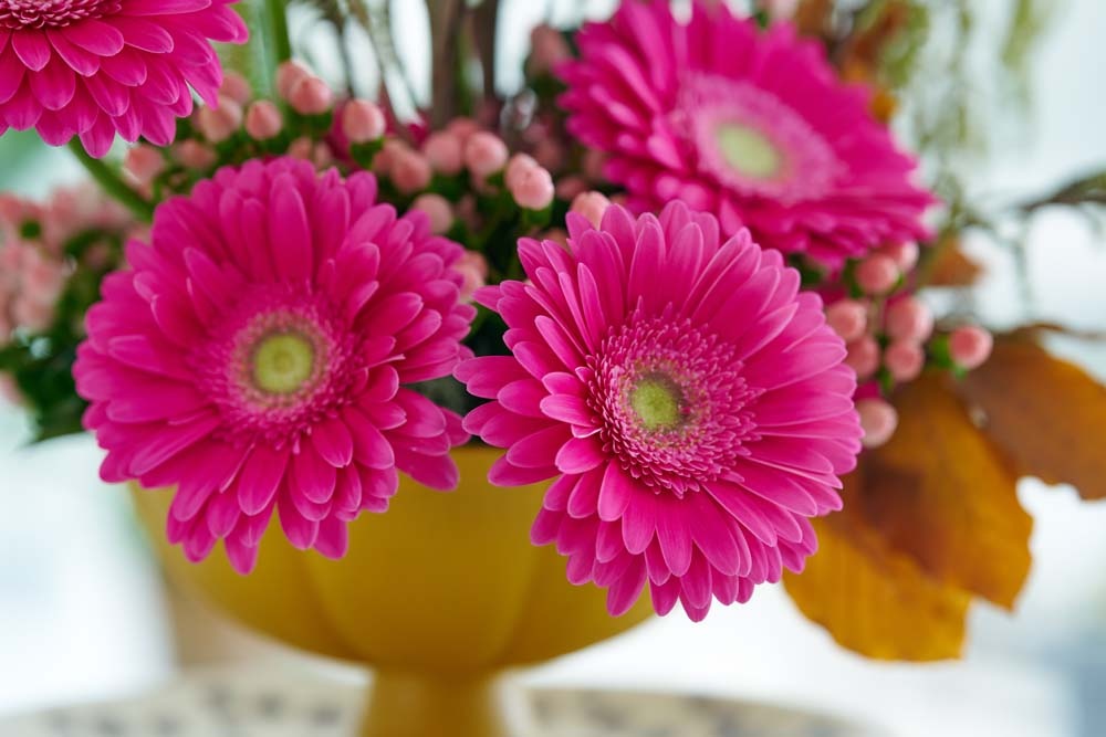 gerbera standaard billboard