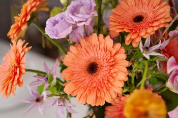 Gerbera Standard Colin