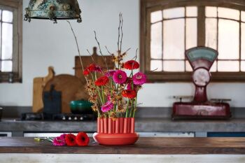 Gerbera Pomponi® Canonball