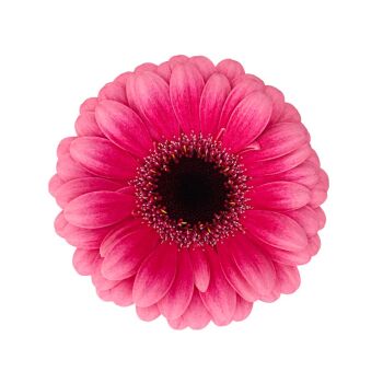 Foto del producto de Gerbera Mini Amelie de HilverdaFlorist. Una Gerbera con un degradado rosa, bordes de pétalos más claros y un centro de color rosa más intenso.