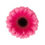 Foto del producto de Gerbera Mini Amelie de HilverdaFlorist. Una Gerbera con un degradado rosa, bordes de pétalos más claros y un centro de color rosa más intenso.