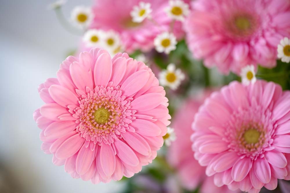 Gerbera mini Kirstey