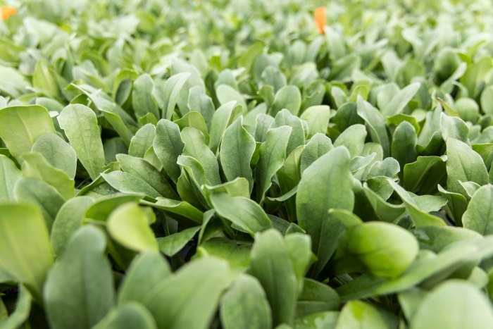 Jong plantmateriaal HilverdaFlorist