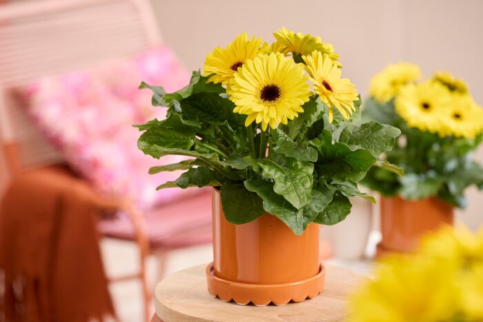 Hilverdaflorist gerbera Melodiva yellow bc