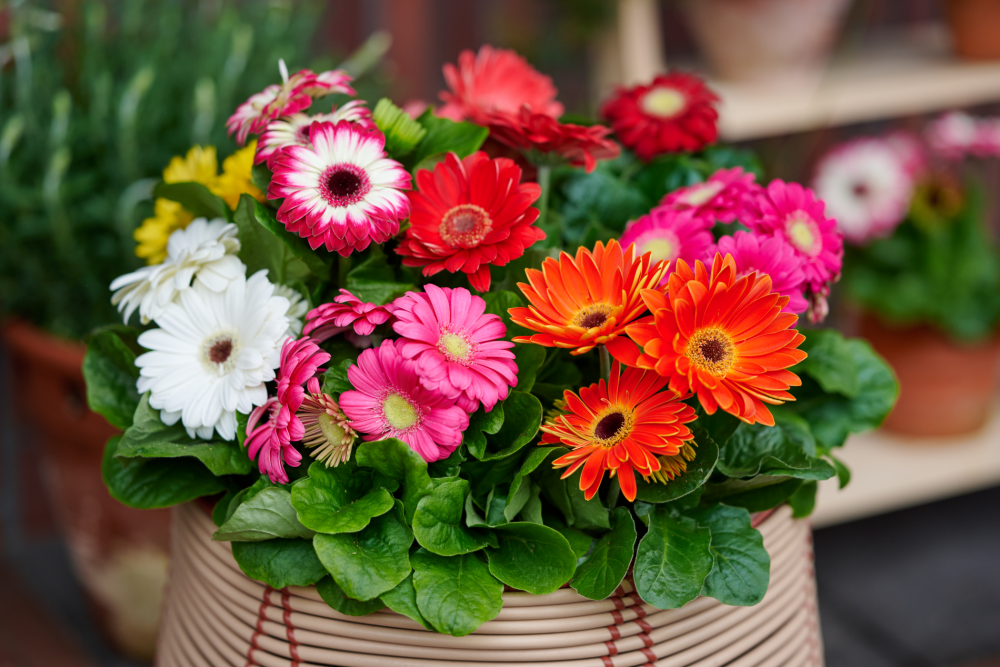 Pot Gerbera Melodiva
