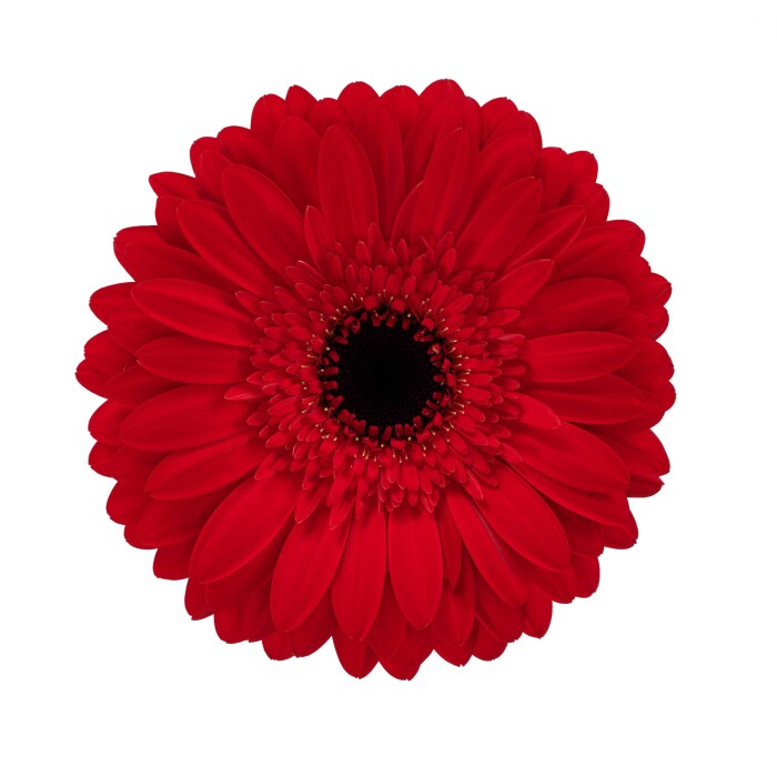Productfoto van Gerbera Standard Flamboyance van HilverdaFlorist. Een dieprode Gerbera met veel bloemblaadjes en uitstekende kwaliteit.