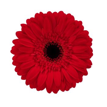 Foto de producto de Gerbera Standard Flamboyance de HilverdaFlorist. Una Gerbera de color rojo intenso con muchos pétalos y excelente calidad.