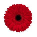 Foto de producto de Gerbera Standard Flamboyance de HilverdaFlorist. Una Gerbera de color rojo intenso con muchos pétalos y excelente calidad.