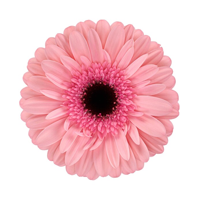 Productfoto van Gerbera Standard Bellissima. Een Gerbera met zachtroze buitenste bloemblaadjes, een dieproze binnenkant en een zwart hart.