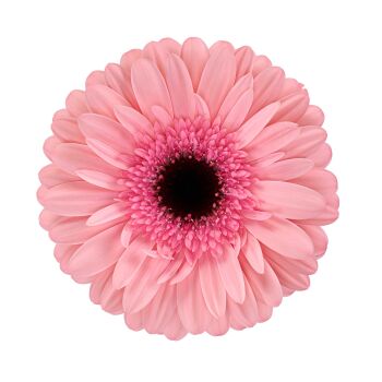 Foto de producto de Gerbera Standard Bellissima. Una Gerbera con pétalos exteriores de color rosa suave, un interior rosa intenso y un centro negro.