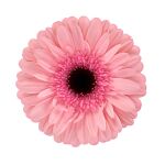 Foto de producto de Gerbera Standard Bellissima. Una Gerbera con pétalos exteriores de color rosa suave, un interior rosa intenso y un centro negro.