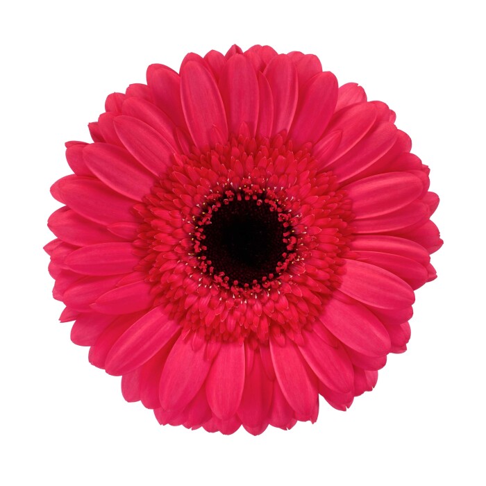 Productfoto van Gerbera Standard Rossano van HilverdaFlorist. Een Gerbera in een warme kleurstelling met een grote, opvallende bloem.