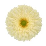 Foto de producto de Gerbera Standard Shinto de HilverdaFlorist. Una variedad de color amarillo fresco con una flor muy grande, especialmente adecuada para el cultivo en suelo.