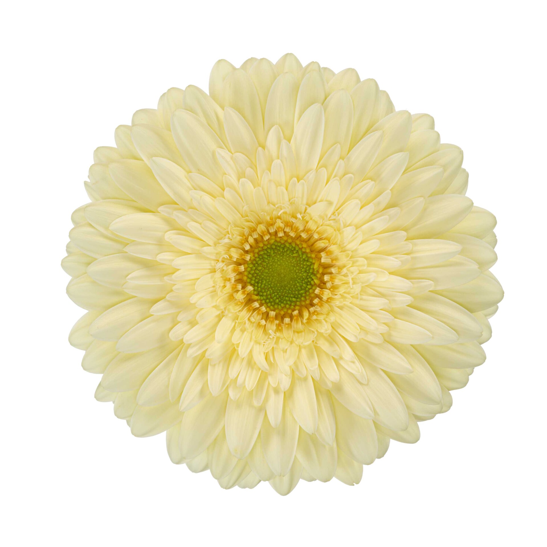Productfoto van Gerbera Standard Shinto van HilverdaFlorist. Een frisgele variëteit met een zeer grote bloem, bijzonder geschikt voor teelt in de vollegrond.