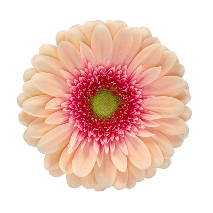 Product photo van Gerbera Sublime. Met zachtroze buitenste bloemblaadjes, een dieproze hart en een frisgroen centrum.