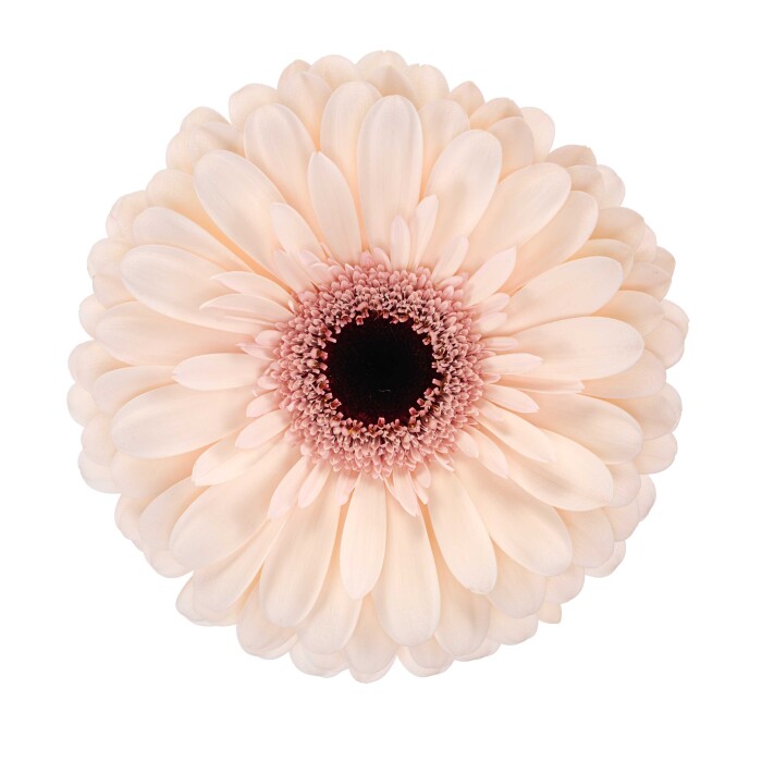 Productfoto van Gerbera Standard Truffle van HilverdaFlorist. Een zachtroze Gerbera met een donkerroze ring rond het zwarte hart.
