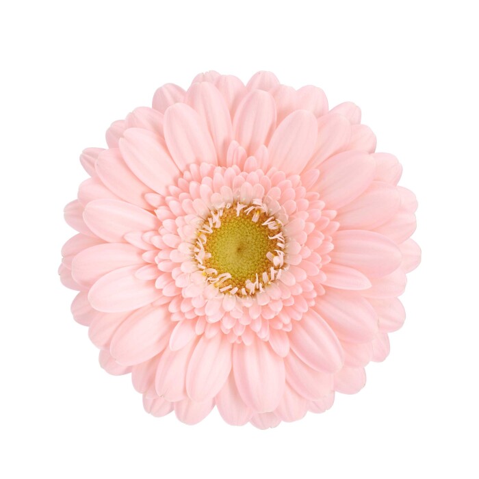 Productfoto van Gerbera Mini Lola Lilly, een tweekleurige mini gerbera