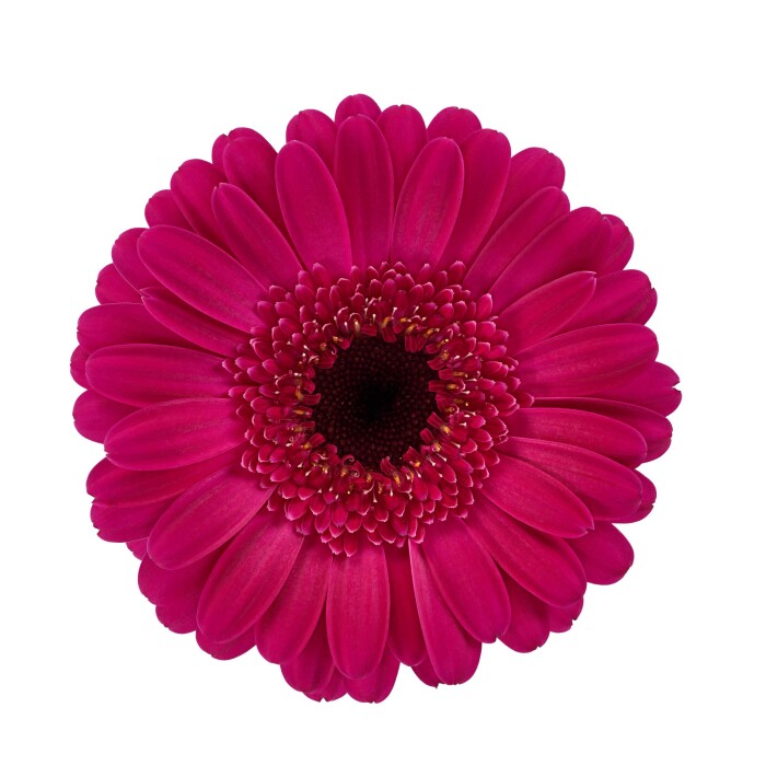 Productfoto van Gerbera Mini Legend