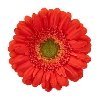 Foto del producto Gerbera Mini Tropicana, una gerbera naranja con centro verde