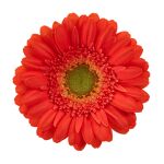 Foto del producto Gerbera Mini Tropicana, una gerbera naranja con centro verde