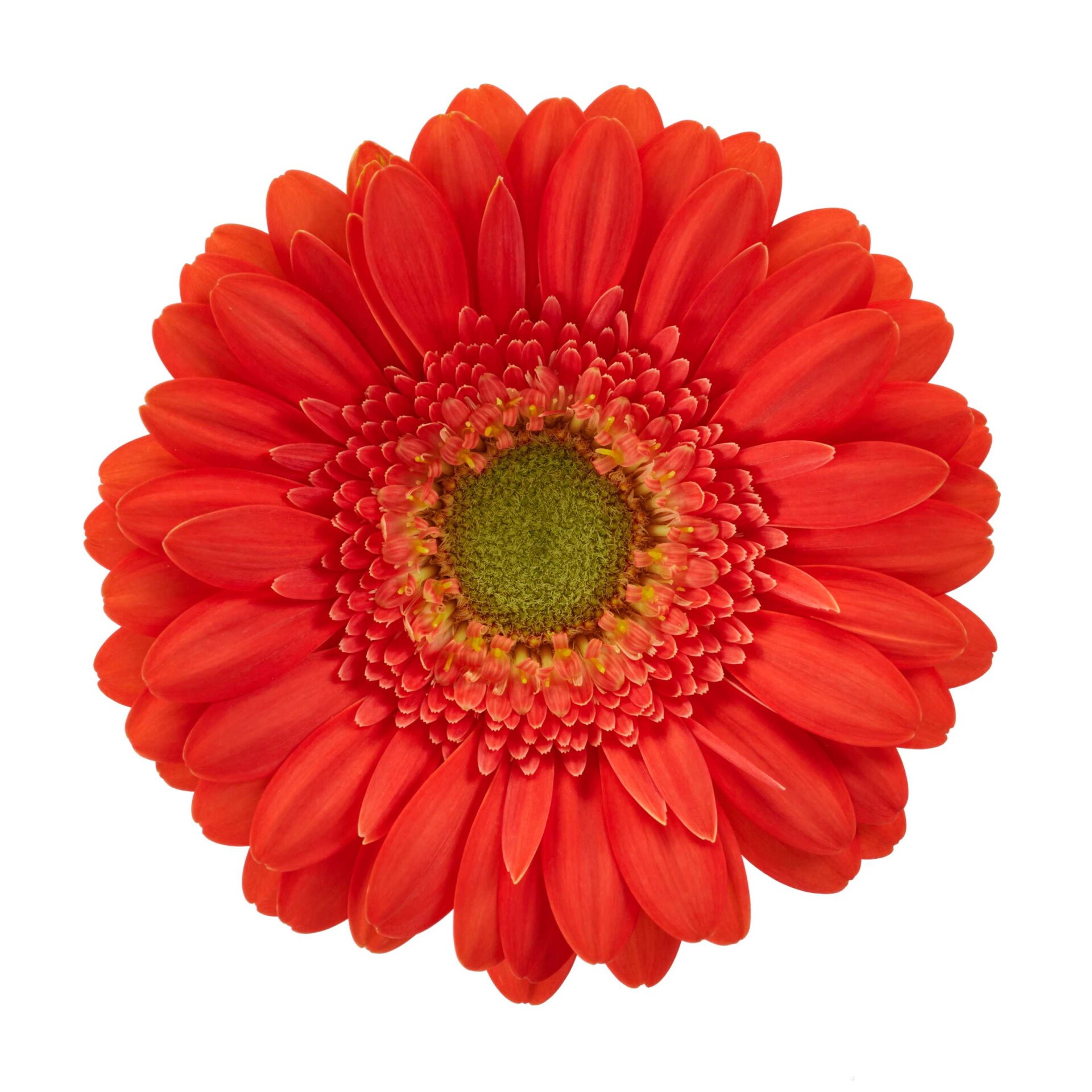 Productfoto van Gerbera Mini Tropicana, een oranje gerbera met groen hart