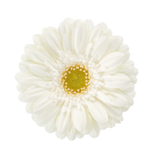 Productfoto van Gerbera Mini Annecy. Een kleine, verfijnde witte Gerbera met een frisgroen hart en zachte, delicate bloemblaadjes.