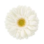 Foto de producto de Gerbera Mini Annecy. Una delicada y encantadora Gerbera blanca con un fresco centro verde y suaves pétalos.