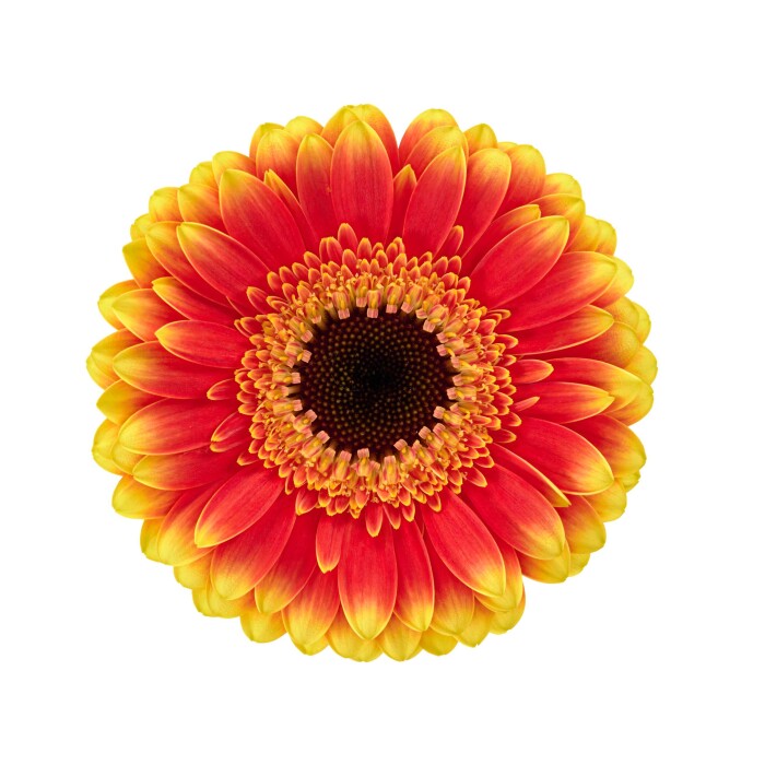 Productfoto van Gerbera Mini Blazon. Een vurige rood-gele bicolor Gerbera waarvan de gelaagde bloemblaadjes doen denken aan dansende vlammen.
