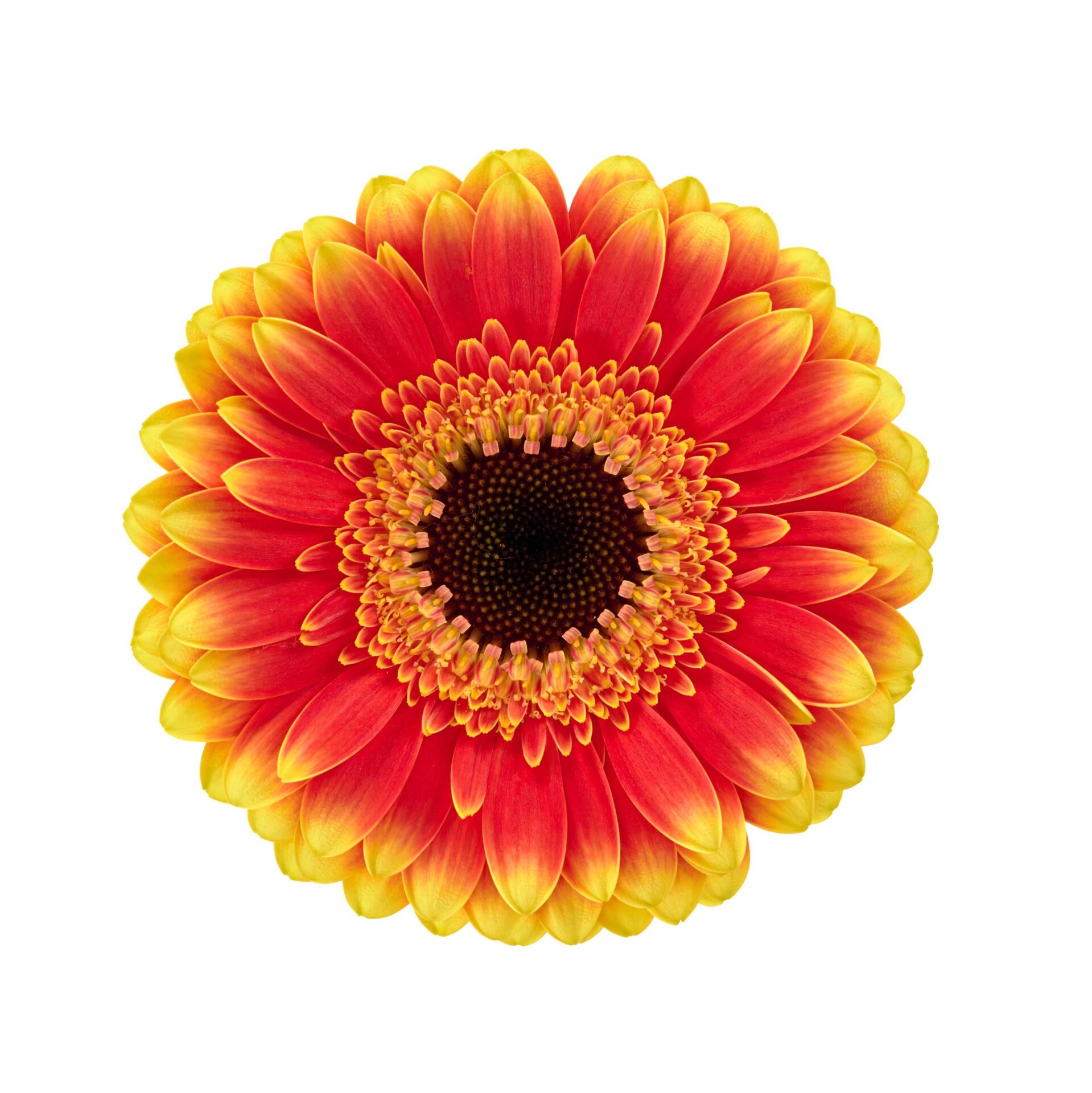 Productfoto van Gerbera Mini Blazon. Een vurige rood-gele bicolor Gerbera waarvan de gelaagde bloemblaadjes doen denken aan dansende vlammen.