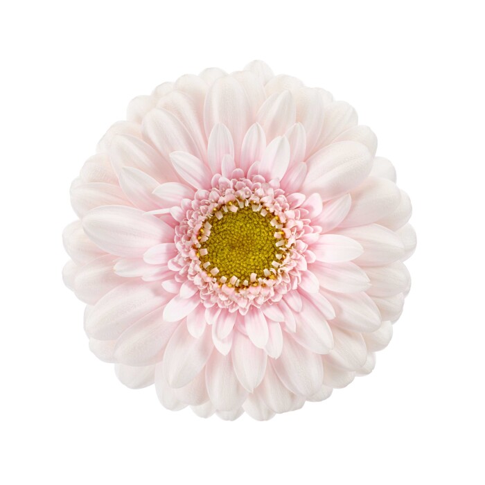 Productfoto van Gerbera Mini Cinderella. Een prachtige roze-witte bicolor Gerbera met een sprookjesachtige uitstraling.