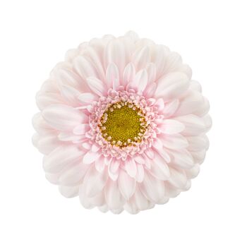 Foto de producto de Gerbera Mini Cinderella. Una espléndida Gerbera bicolor en rosa y blanco con una apariencia de cuento de hadas.