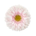 Foto de producto de Gerbera Mini Cinderella. Una espléndida Gerbera bicolor en rosa y blanco con una apariencia de cuento de hadas.