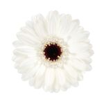 Foto de producto de Gerbera Mini Cocos de HilverdaFlorist. Delicada flor blanca con un centro negro intenso.