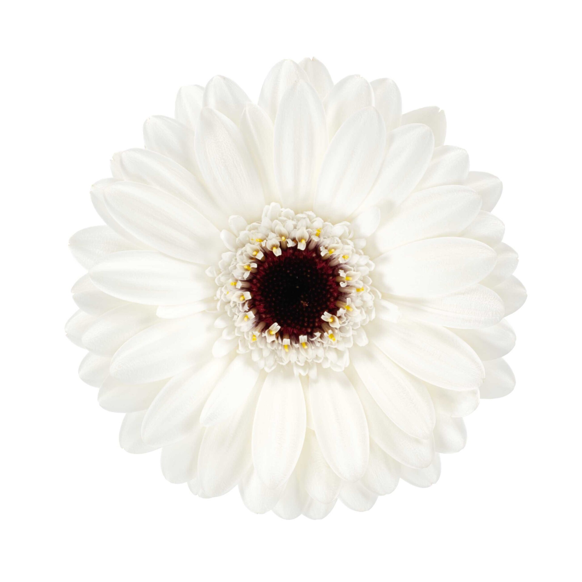 Productfoto van Gerbera Mini Cocos van HilverdaFlorist. Delicate witte bloem met een diepzwart hart.