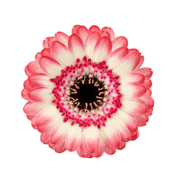 Productfoto van Gerbera Mini Jagoda. Witte bloemblaadjes met felroze randen.