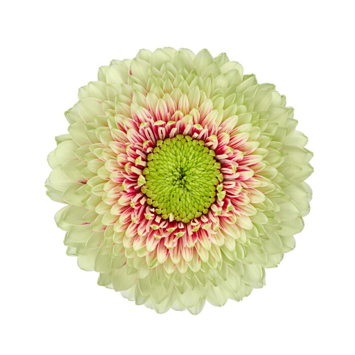 Een productfoto van Gerbera Pomponi® Mini Wanda een meerkleurige groen/roze gerbera.