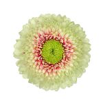 Foto del producto Gerbera Pomponi® Mini Wanda, una gerbera multicolor verde y rosa.