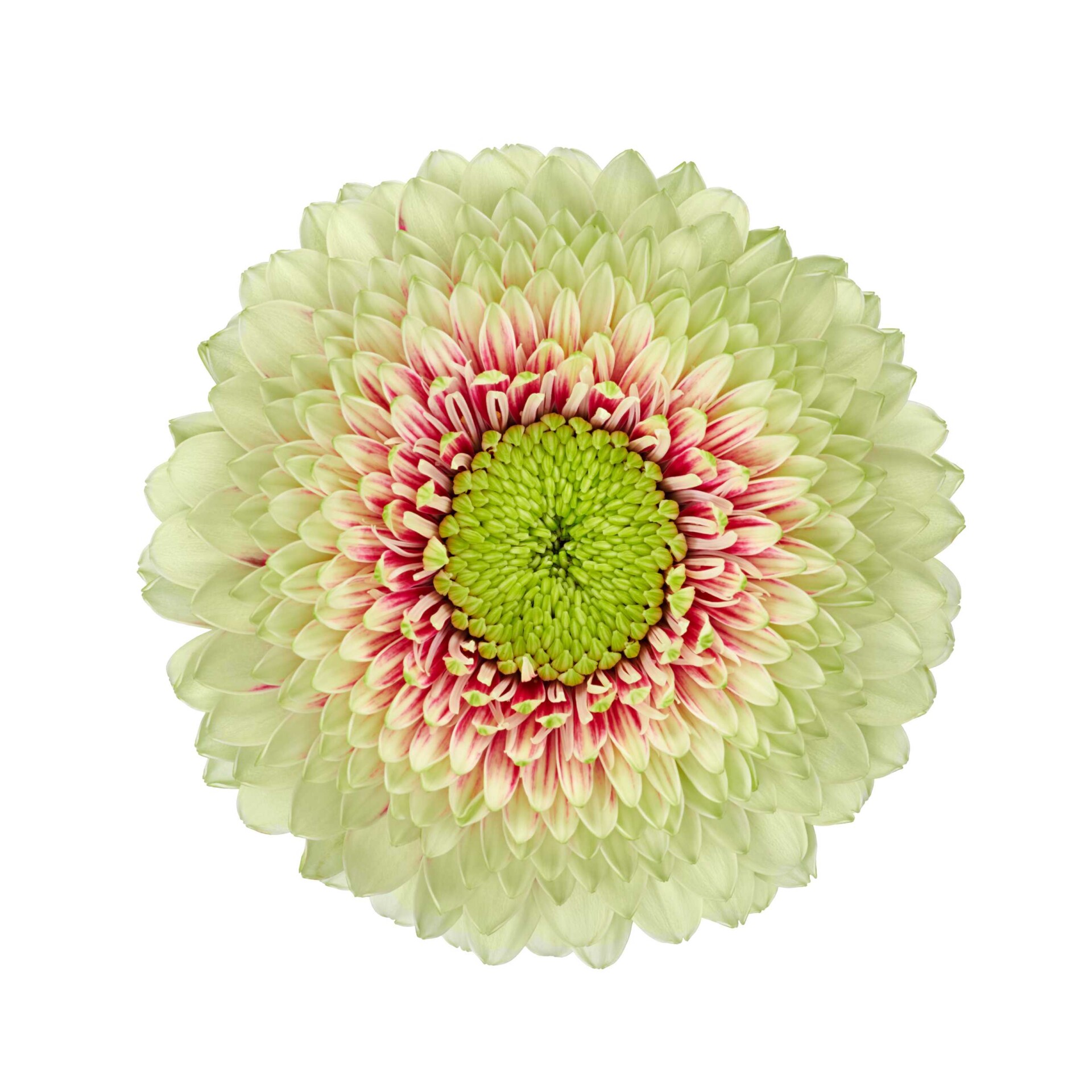 Een productfoto van Gerbera Pomponi® Mini Wanda een meerkleurige groen/roze gerbera.