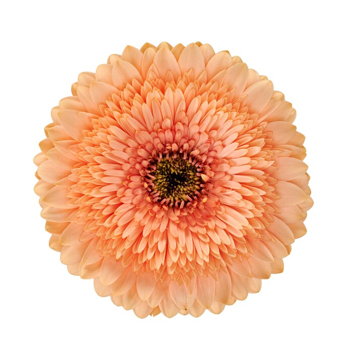 Productfoto Paech Ball en perzikkleurige Pomponi